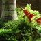 hummingblooms