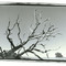 Fallen Tree