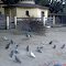 aves