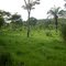 FAZENDA 3T