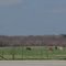 Texas Cows.  San Antonio, TX, USA