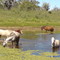 Cavalos - Baixa Grande - Bahia