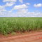 Canavial, Uberaba (MG)
