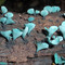 _Chlorociboria_ sp. (Ascomycota, Pezizomycotina - um fungo), Sapucaí-Mirim, MG, Brasil
