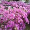 Azaleas in full bloom