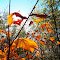 Sunlit leaves