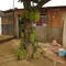 Jaqueira com Frutos - cbl