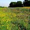 Texas Wildflowers