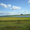 Campo de Arroz