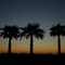 Three Trees and Crescent Moon