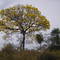 ypê amarelo