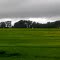 Green Fields