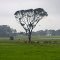 Lonely Tree