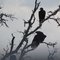 After dinner break - Black vultures near Pedernales Falls State Park