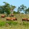 Hill Country ranch with Bison