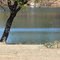 Swans, Scaups, and killdeer, LCRA Park Pedernales River