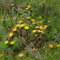 Texas cactus in bloom
