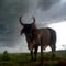 Bull