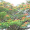 Framboian em flores
