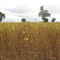 Lavoura de Soja - Eldorado MS