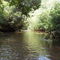 Rio Pardo - mata ciliar densa - município de Itatinga - sp