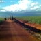 Porto Feliz - Canavial