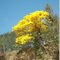 Ipê amarelo às margens da Rod. Marechal Rondon