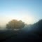 Morning Fog