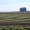 Rice Field