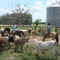Lida com Gado  Cattle Farm