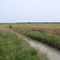 Lavoura Arroz após colheita