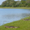 caiman in bay
