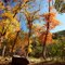 More Maples