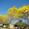 Ipê Amarelo