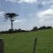 área rural de São José dos Pinhais