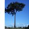 Castanheira Gigante Sinop MT