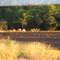 Herd of Deer in field off of River Road