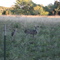 Deer at Sundown on River Road
