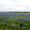 Biggest Bluebonnet Field in Texas