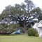 Giant Old Live Oak