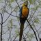 Arara azul na fazenda