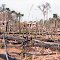 Deforested area in Brazil
