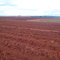 Fazenda São Jorge - Plantio 2008