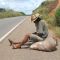 UM PEREGRINO (ANDARILHO) CANSADO NA RODOVIA BELEM BRASILIA ENTRE A CIDADE DE ITINGA E AÇAILANDIA NO MARANHÃO, DEMONSTRANDO TODO SEU CANSAÇO.