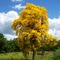 IPÊ AMARELO