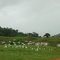 Garças Boiadeiras