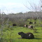 Capivara family resting in pantanal]