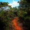 selva bahiana