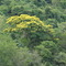 Cibipiruna - Itau de Minas