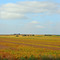 Pastoral Painter's Palette pan